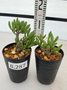 8287 「実生」チレコドン デシピエンス 2株セット【発根未確認・塊根植物・多肉植物・Tylecodon decipiens・美株】