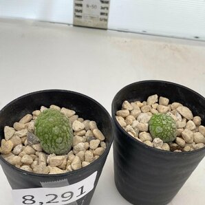 8291 「多肉植物」プセウドリトス ミギウルティヌス 2株セット【発根・Pseudolithos migiurtinus】の画像1