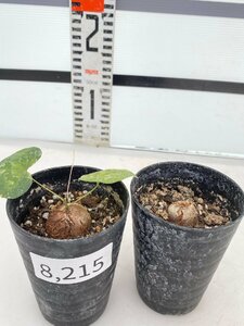 8215 「実生」ディオスコレア アフリカ亀甲竜 2株セット【発根・Dioscorea elephantipes・美株】