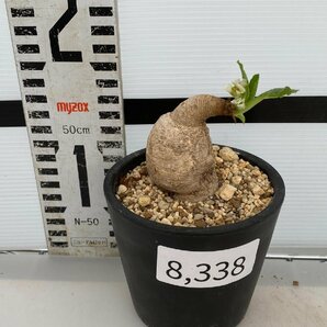 8338 「多肉植物」ユーフォルビア プリムリフォリア 植え【発根未確認・Euphorbia primulifolia・塊根植物】の画像4
