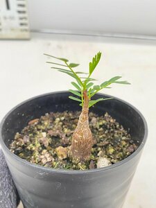 2817 「実生」センナ　メリディオナリス【種から発芽！・発根・Senna meridionalis・葉落ちします】