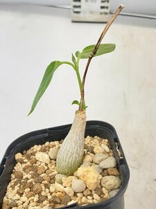 2923 「実生」マテレア シクロフィラ 植え【発根開始・Matelea cyclophylla・多肉植物・Gonolobus cyclophyllus】