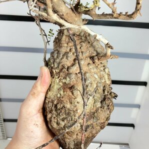 3161 「塊根植物」マダガスカル特急便 鮮度自信ありパキプス【到着後3日以内の返品OK・根切確認済・Operculicarya pachypus】の画像9