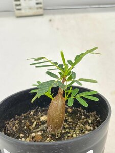 2832 「実生」センナ　メリディオナリス【種から発芽！・発根・Senna meridionalis・葉落ちします】