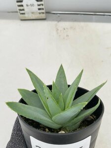 2855 「多肉植物」アロエ ポリフィラ【実生・成長順調厳選株・Aloe polyphylla・多肉植物・発根】