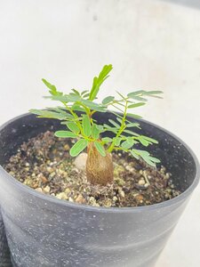 2834 「実生」センナ　メリディオナリス【種から発芽！・発根・Senna meridionalis・葉落ちします】