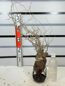 3184 「塊根植物」マダガスカル特急便 鮮度自信ありパキプス【到着後3日以内の返品OK・根切確認済・Operculicarya pachypus】