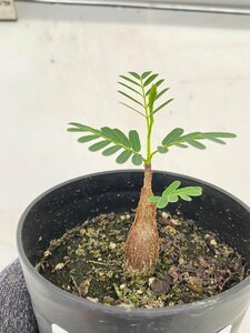 2824 「実生」センナ　メリディオナリス【種から発芽！・発根・Senna meridionalis・葉落ちします】