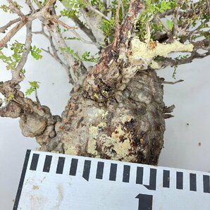 3242 「塊根植物」マダガスカル特急便 鮮度自信ありパキプス大【到着後3日以内の返品OK・根切確認済・Operculicarya pachypus】の画像10