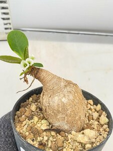 2916 「多肉植物」ユーフォルビア プリムリフォリア 植え【発根未確認・Euphorbia primulifolia・塊根植物】（