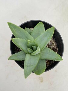 2851 「多肉植物」アロエ ポリフィラ【実生・成長順調厳選株・Aloe polyphylla・多肉植物・発根】