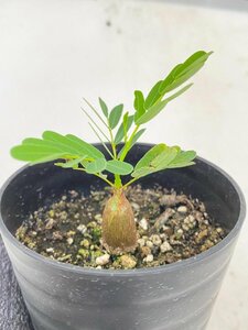 2830 「実生」センナ　メリディオナリス【種から発芽！・発根・Senna meridionalis・葉落ちします】