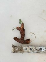 2887 「塊根植物」ペラルゴニウム ミラビレ 折れ枝抜き苗【mirabile・芽吹き・畑地植え株】_画像1