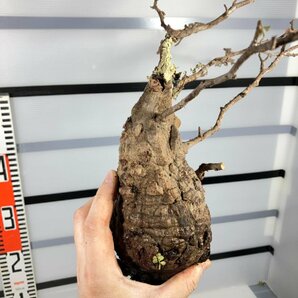 3205 「塊根植物」マダガスカル特急便 鮮度自信あり パキプス【到着後3日以内の返品OK・根切確認済・Operculicarya pachypus】の画像8