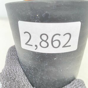2862 「塊根植物」ペラルゴニウム トリステ 植え【発根・発芽・Pelargonium triste・削れ・割れアリ】の画像2