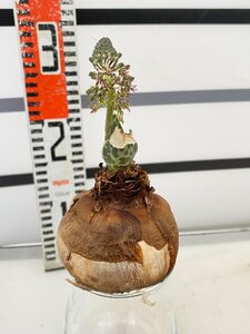 2897 「球根植物」 レデボウリア オヴァティフローラ 抜き苗【畑地植え株・多肉植物・Ledebouria ovatiflora】