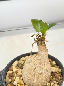 2914 「多肉植物」ユーフォルビア プリムリフォリア 植え【発根未確認・Euphorbia primulifolia・塊根植物】（