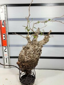 3253 「塊根植物」マダガスカル特急便 鮮度自信ありパキプス大【到着後3日以内の返品OK・根切確認済・Operculicarya pachypus】