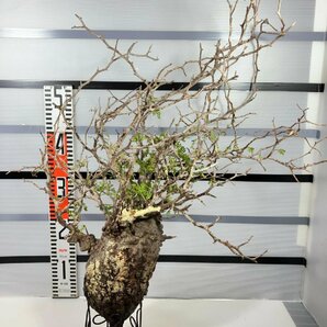 3242 「塊根植物」マダガスカル特急便 鮮度自信ありパキプス大【到着後3日以内の返品OK・根切確認済・Operculicarya pachypus】の画像4