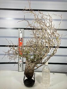 3191 「塊根植物」マダガスカル特急便 鮮度自信ありパキプス【到着後3日以内の返品OK・根切確認済・Operculicarya pachypus】