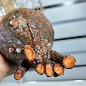 3252 「塊根植物」マダガスカル特急便 鮮度自信ありパキプス大【到着後3日以内の返品OK・根切確認済・Operculicarya pachypus】の画像3