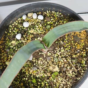 2249 「裸子植物」ウェルウィッチア ミラビリス 植え【発根・奇想天外・Welwitschia mirabilis】の画像7