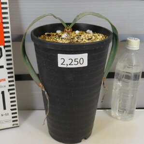 2250 「裸子植物」ウェルウィッチア ミラビリス 植え【発根・奇想天外・Welwitschia mirabilis】の画像2