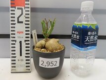 2952 「多肉植物I】モナデニウム モンタナム 植え【・発根・Monadenium montanum】_画像2