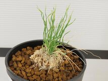 2084 「球根植物」レデボウリア レプトフィラ 植え【発根・多肉植物・ledebouria leptophylla】_画像2