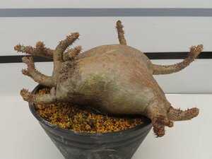 2010 「塊根植物」パキポディウム マカイエンセ大 植え【発根未確認・makayense・芽吹き】