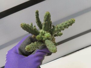 3001 「多肉植物」ユーフォルビア フスカ 抜き苗【最新到着・塊根植物・Euphorbia fusca・蛮蛇頭】