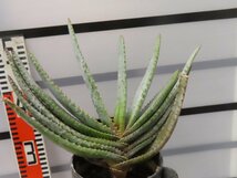 2993 「実生」アロエ　コンプレッサ　【多肉植物・アロエ・種から発芽！Aloe Compressa】_画像6