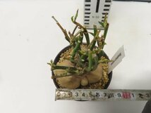 2941 「多肉植物I】モナデニウム モンタナム 植え【・発根・Monadenium montanum】_画像4