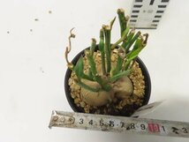 2950 「多肉植物I】モナデニウム モンタナム 植え【・発根・Monadenium montanum】_画像4