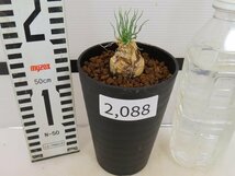 2088 「球根植物」レデボウリア レプトフィラ 植え【発根・多肉植物・ledebouria leptophylla】_画像6