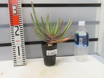 2992 「実生」アロエ　コンプレッサ　【多肉植物・アロエ・種から発芽！Aloe Compressa】_画像2