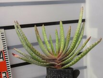 2992 「実生」アロエ　コンプレッサ　【多肉植物・アロエ・種から発芽！Aloe Compressa】_画像5