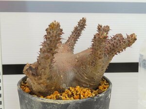 2004 「塊根植物」パキポディウム マカイエンセ 植え【発根未確認・makayense・芽吹き】