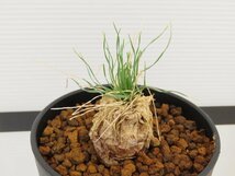 2085 「球根植物」レデボウリア レプトフィラ 植え【発根・多肉植物・ledebouria leptophylla】_画像2