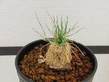 2085 「球根植物」レデボウリア レプトフィラ 植え【発根・多肉植物・ledebouria leptophylla】_画像1