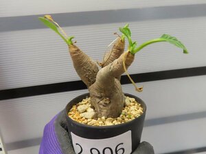 2906 「多肉植物】ユーフォルビア フィッシュスケール 植え【未発根・Euphorbia fish bone】