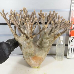2766 「塊根植物」パキポディウム グラキリス XXXL 抜き苗【マダガスカル・そろそろ植えます・gracilius・根切確認済】の画像1