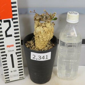 2341 「多肉植物】ユーフォルビア スパポダ 植え【未発根・Euphorbia subapoda・スパポーダ】の画像2