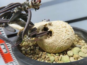 2910 「多肉植物」ユーフォルビア キリンドリフォリア 【発根・Euphorbia cylindrifolia・筒葉ちび花キリン】