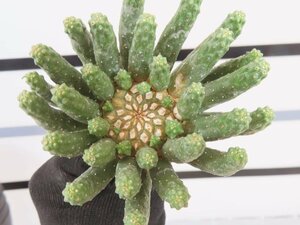 4289 「多肉植物」ユーフォルビア エスクレンタ 抜き苗【最新到着・塊根植物・Euphorbia esculenta ・閻魔キリン】