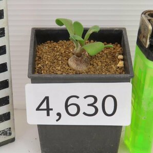 4630 「塊根植物」オトンナ ピグマエア 実生 植え【発根未確認・多肉植物・ Othonna pygmaea】の画像6