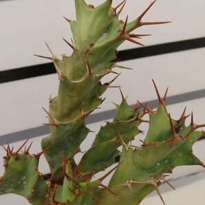 4248 「多肉植物」ユーフォルビア トルチラマ 抜き苗【最新到着・塊根植物・Euphorbia tortirama】の画像8