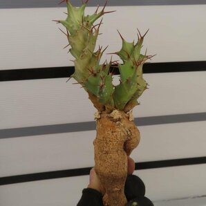 4248 「多肉植物」ユーフォルビア トルチラマ 抜き苗【最新到着・塊根植物・Euphorbia tortirama】の画像3