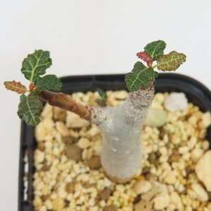 4614 「塊根植物」ボスウェリア ナナ 植え【発根・Boswellia nana・希少・多肉植物】の画像3