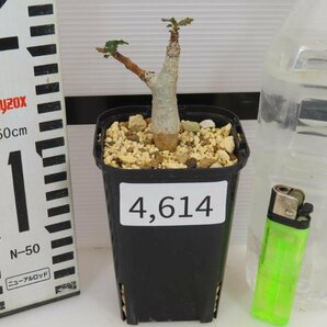 4614 「塊根植物」ボスウェリア ナナ 植え【発根・Boswellia nana・希少・多肉植物】の画像4